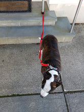 Load image into Gallery viewer, Cafe Leash